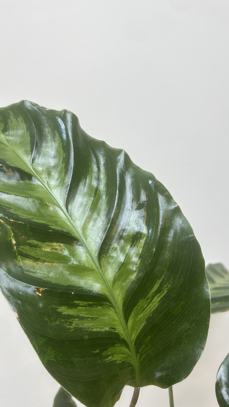 Calathea White Fusion Adopcja