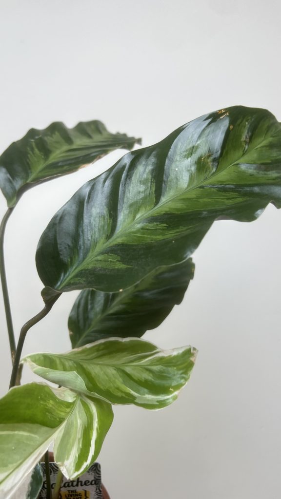 Calathea White Fusion Adopcja