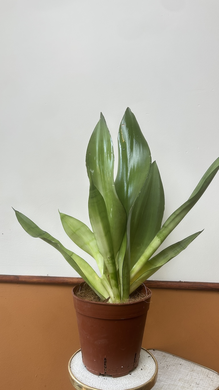 Sansevieria Moonshine Adopcja