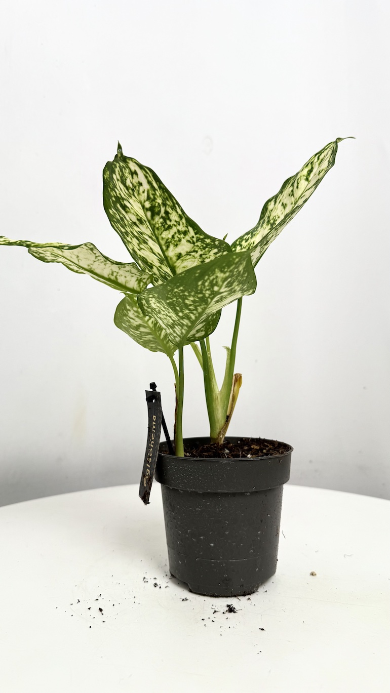 Aglaonema White Star
