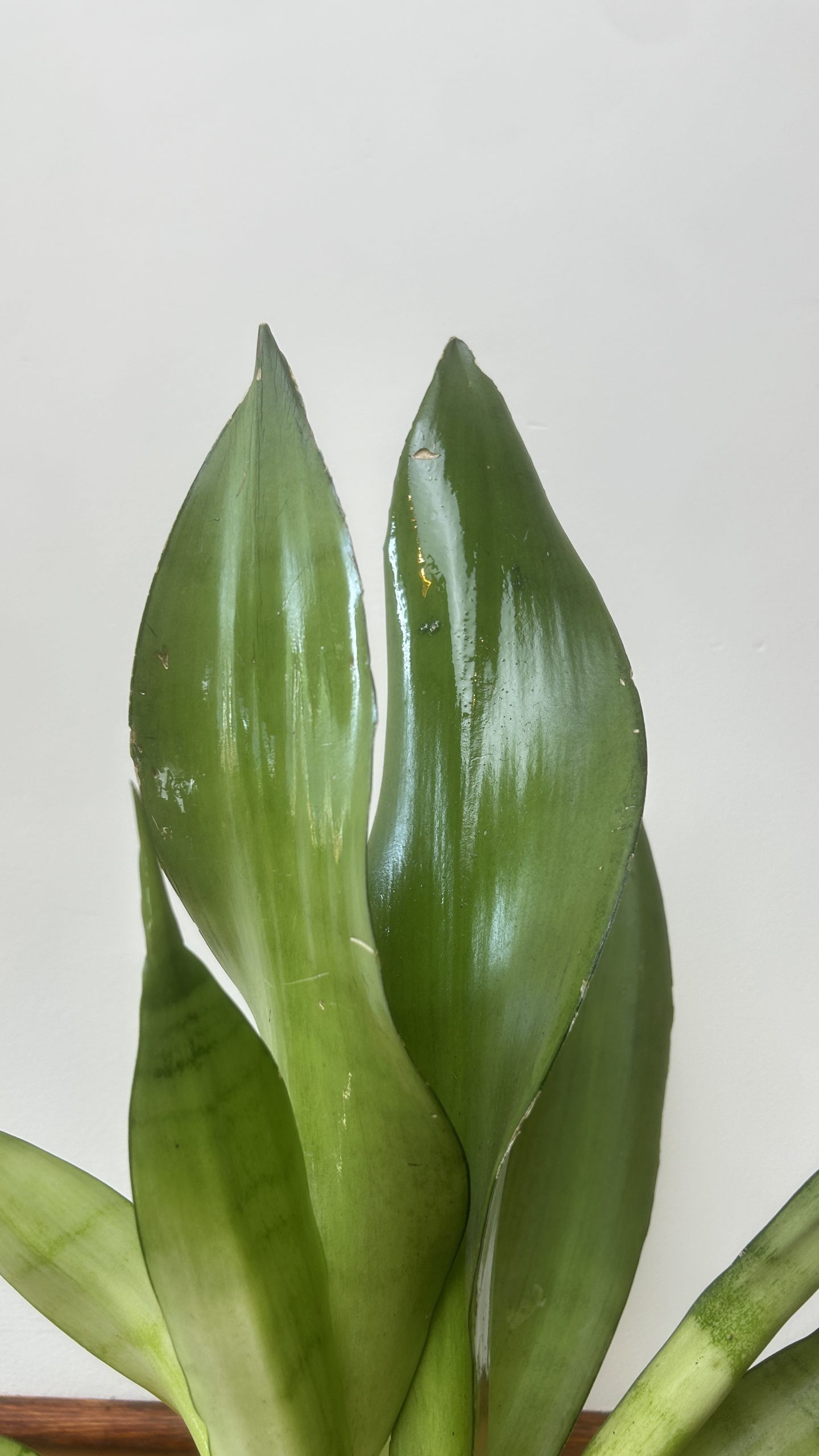 Sansevieria Moonshine Adopcja