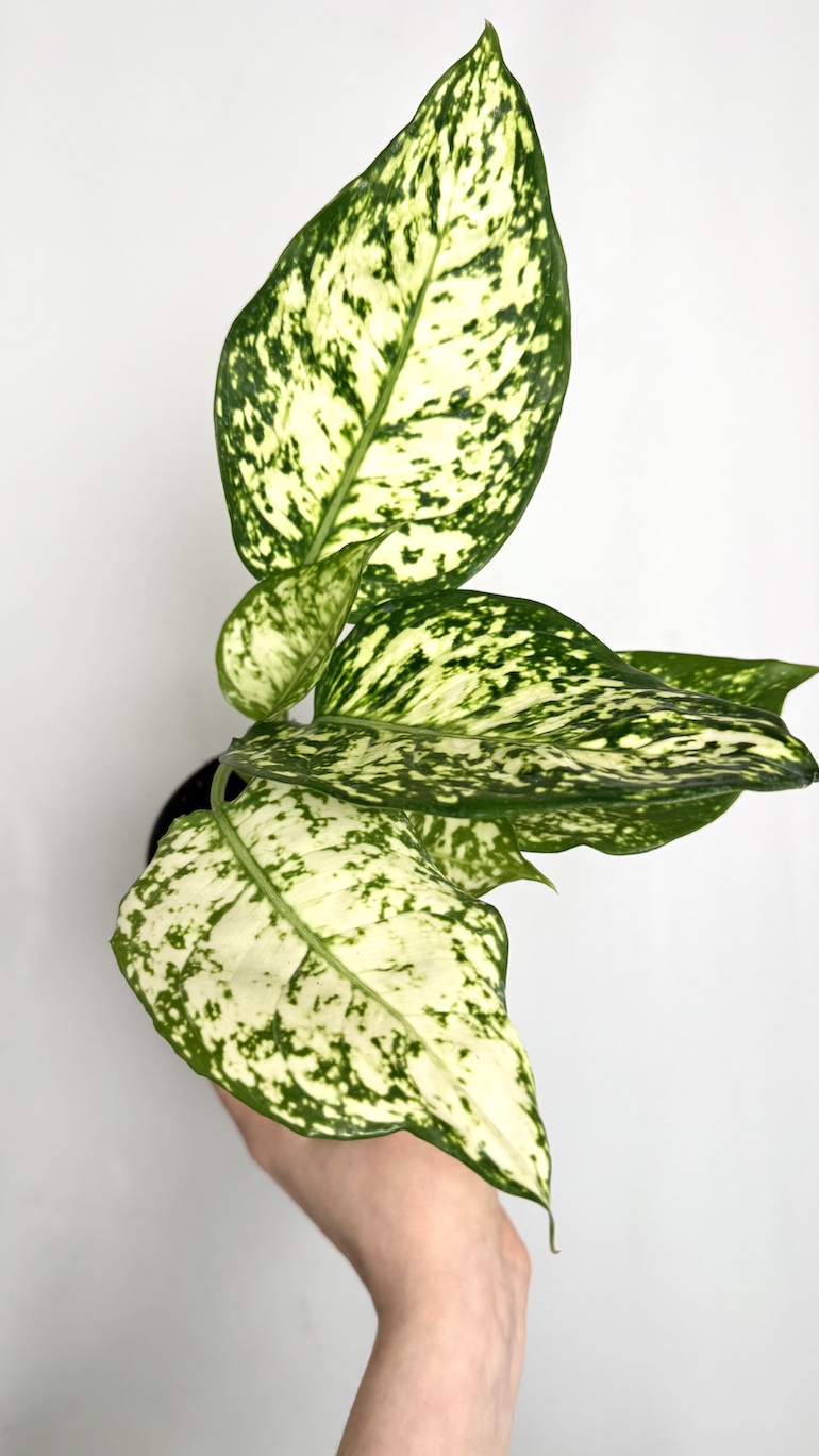 Aglaonema White Star