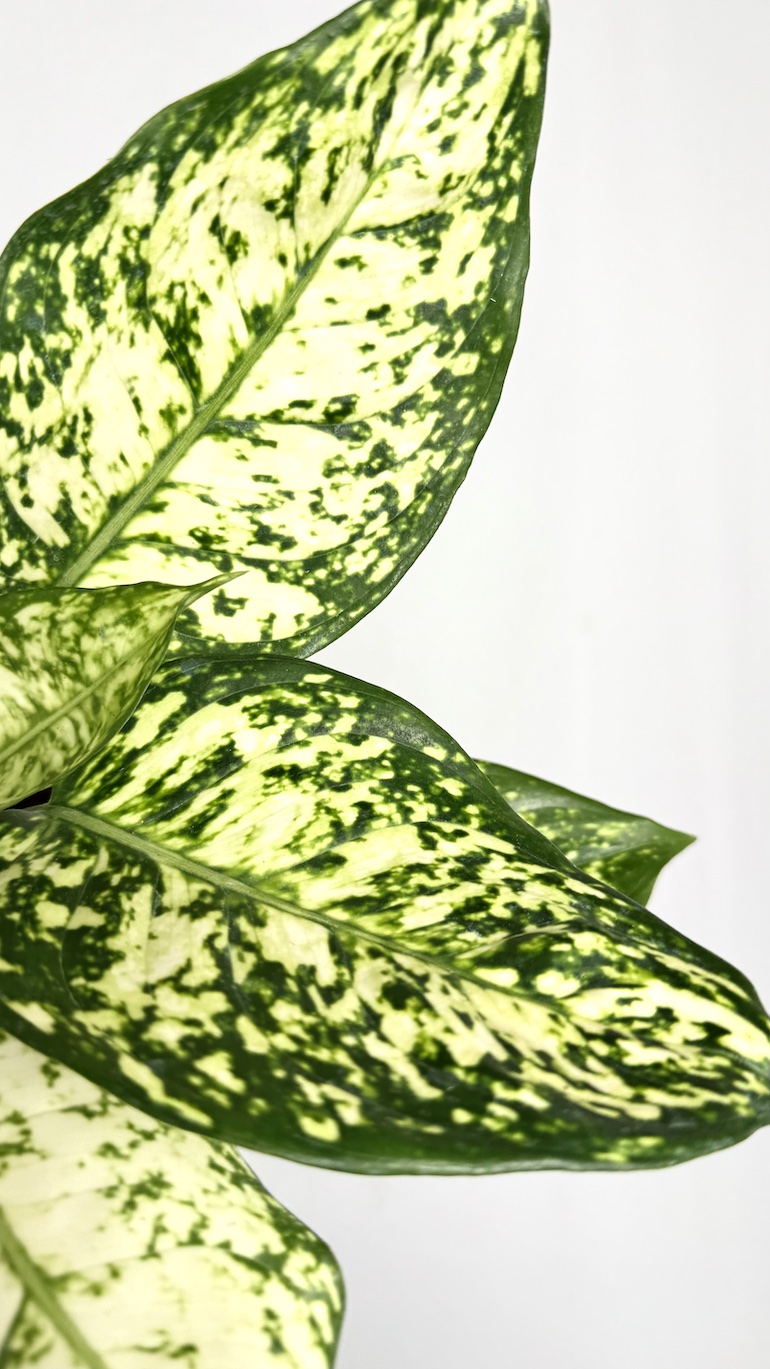 Aglaonema White Star