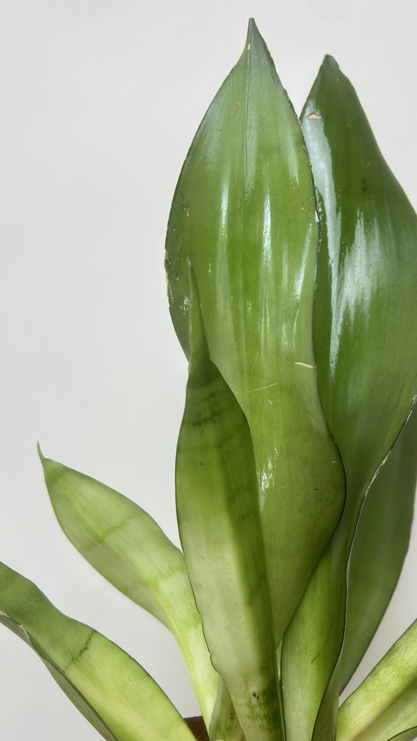 Sansevieria Moonshine Adopcja
