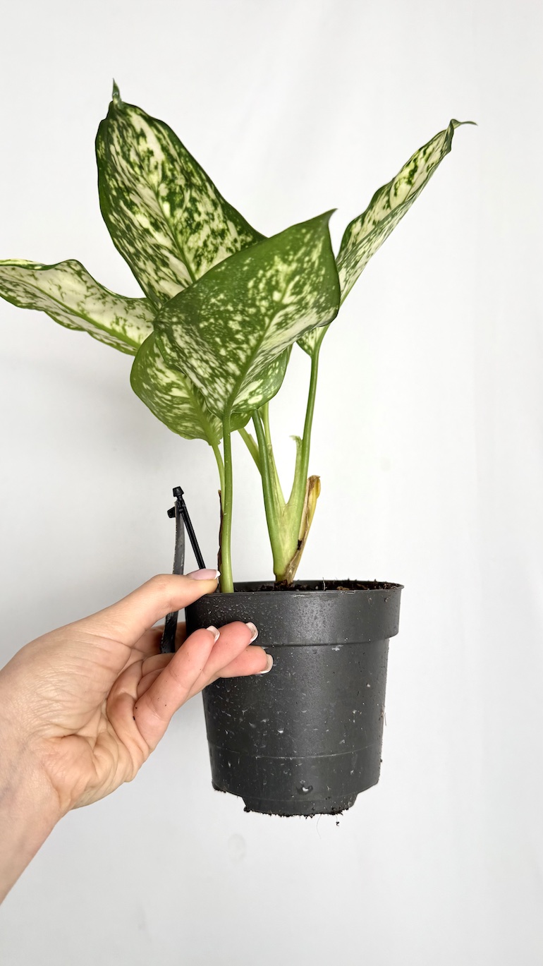 Aglaonema White Star
