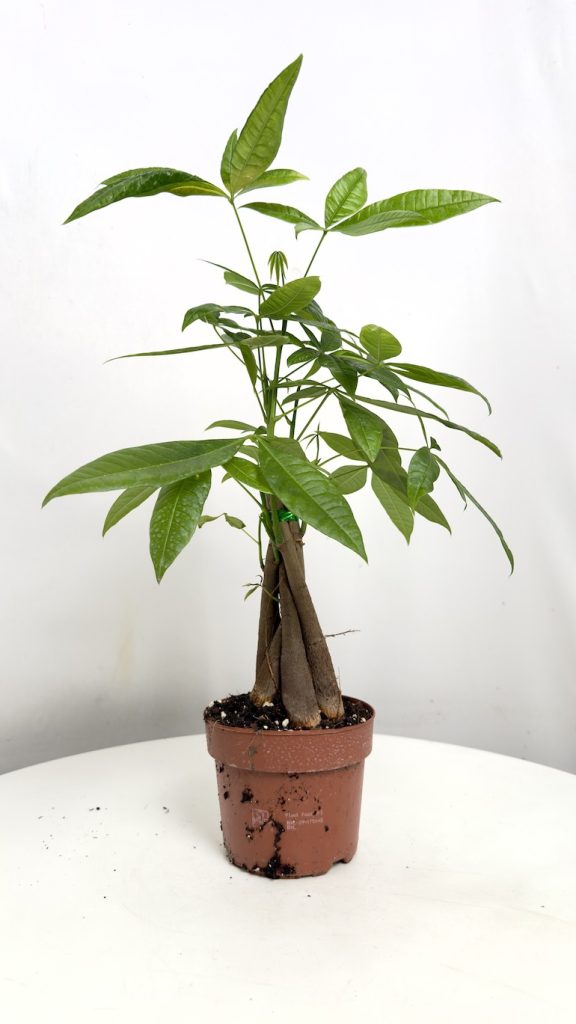 Pachira Aquatica