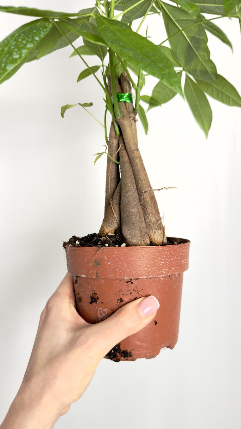 Pachira Aquatica