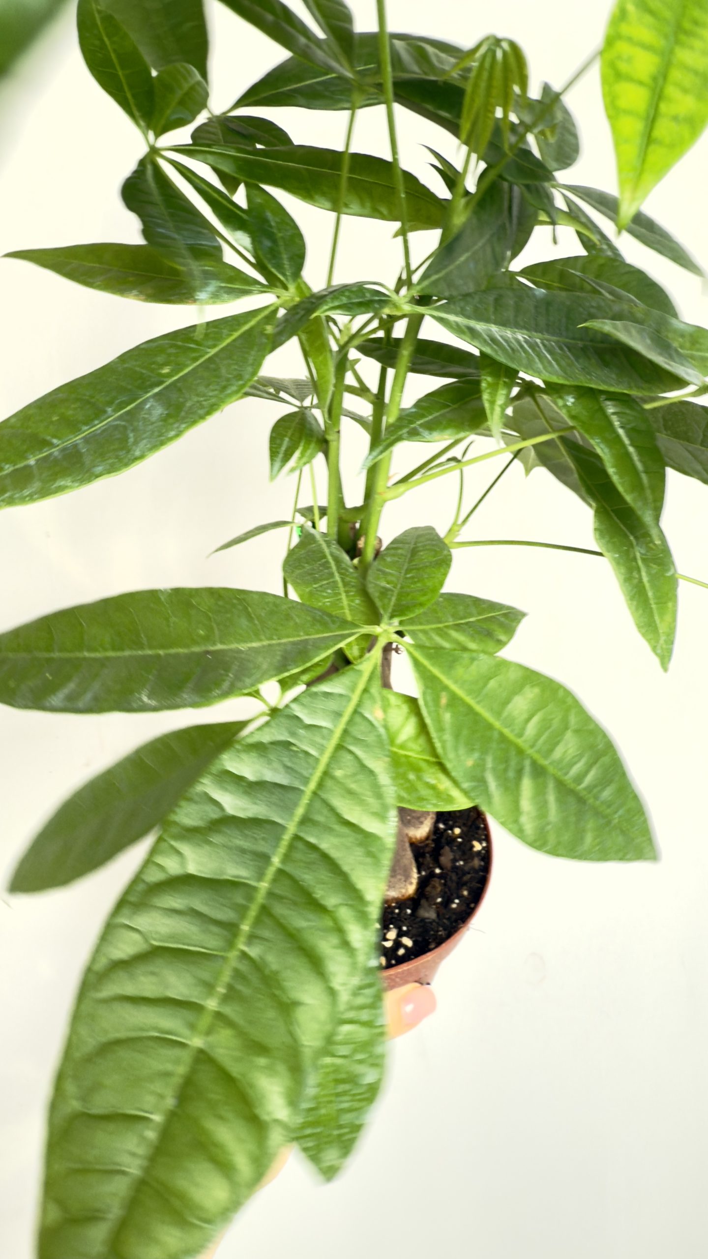 Pachira Aquatica