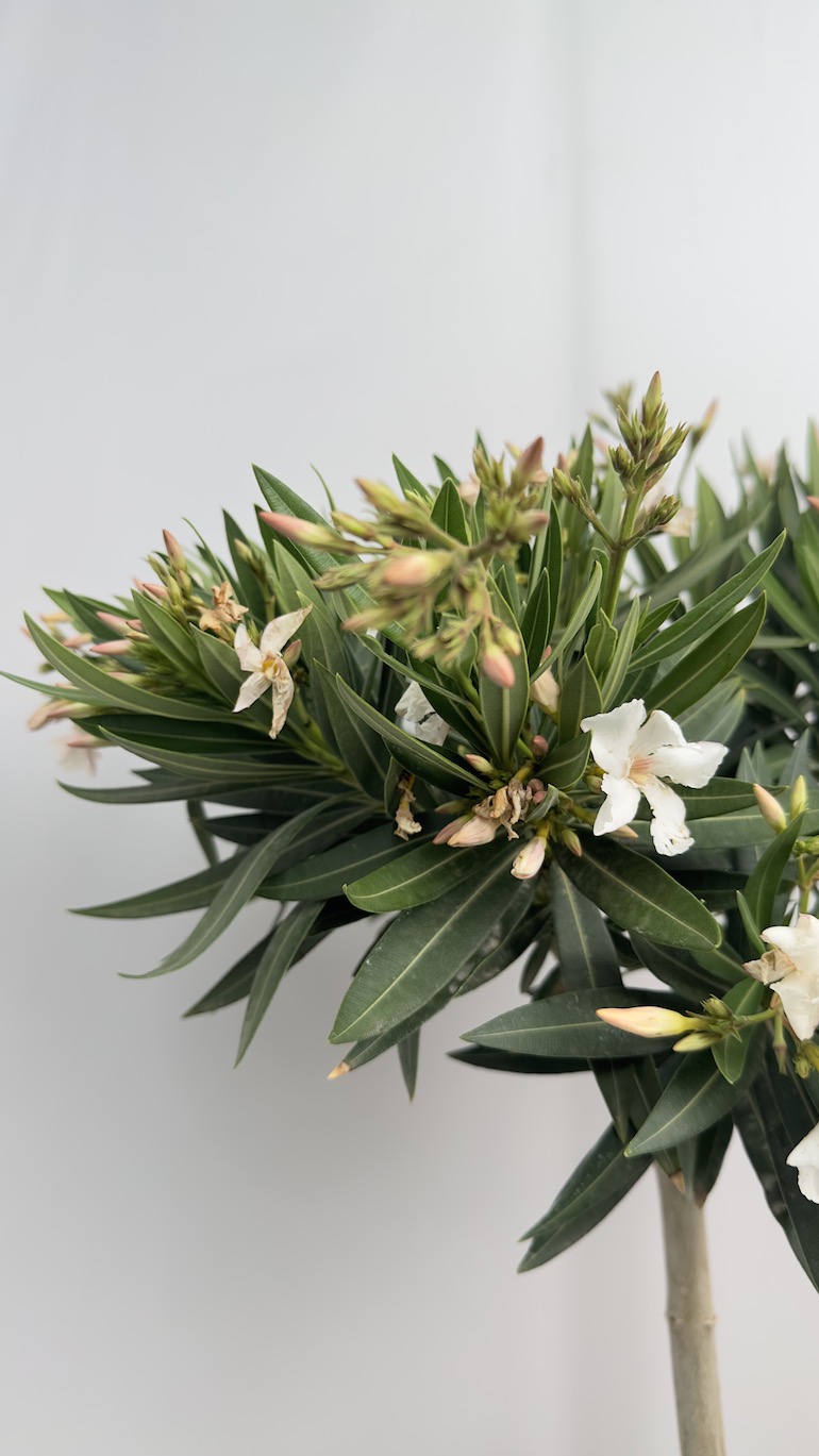 Nerium oleander