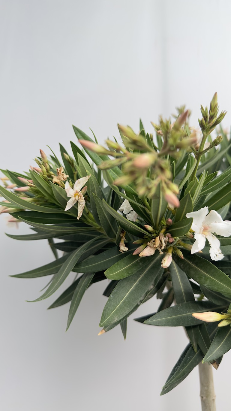 Nerium oleander