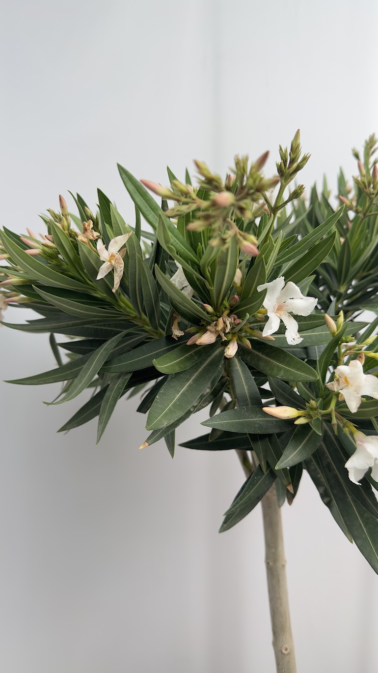 Nerium oleander