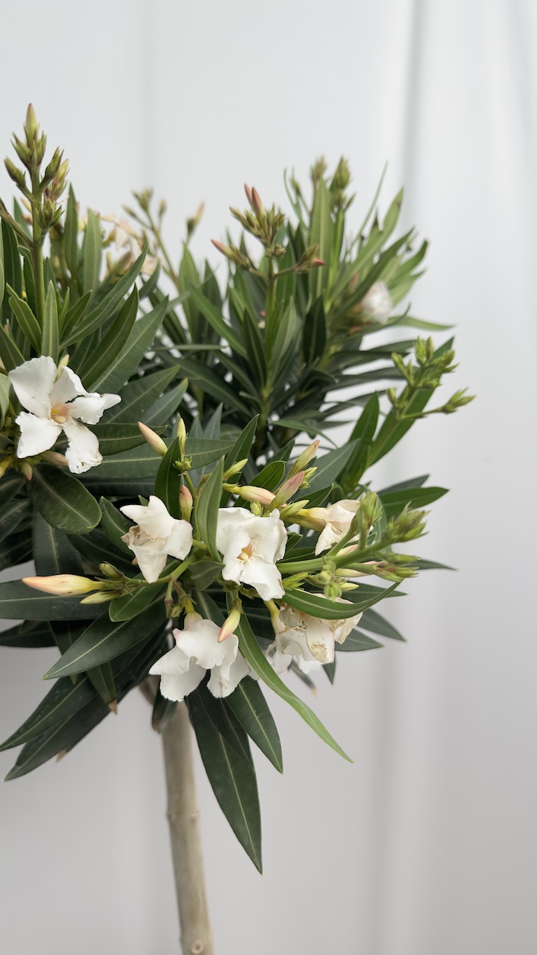 Nerium oleander