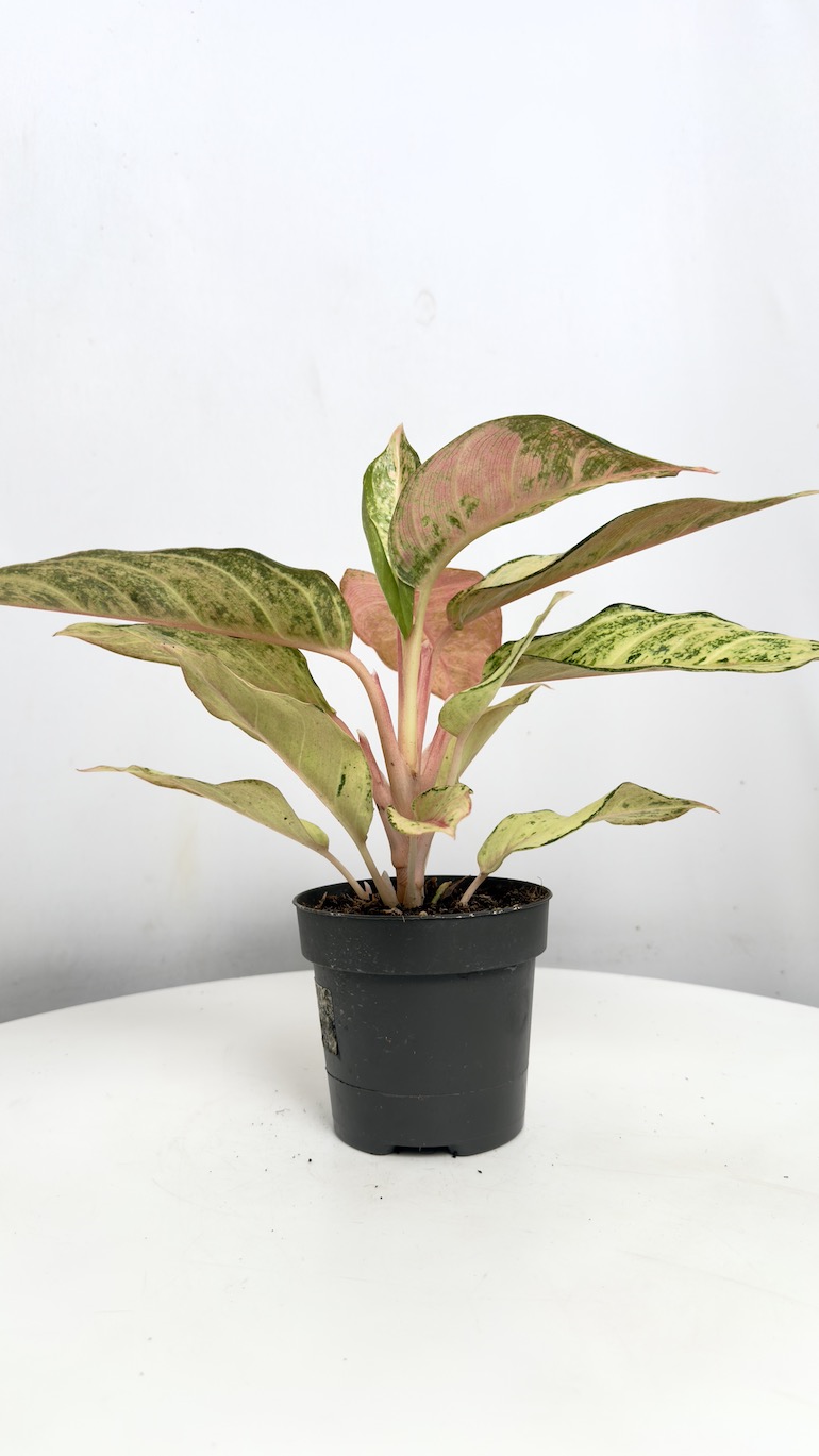 Aglaonema Salmon Fantasy