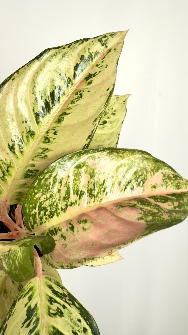 Aglaonema Salmon Fantasy