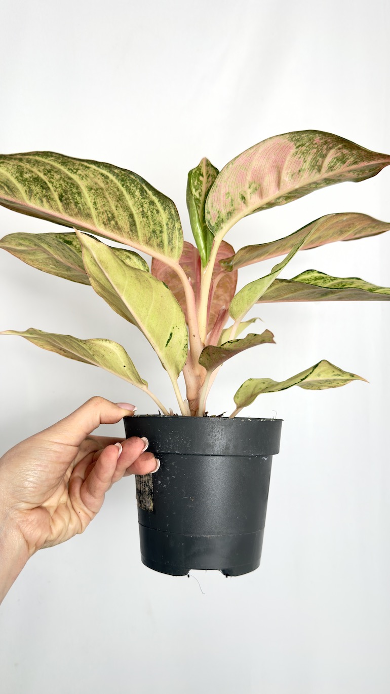 Aglaonema Salmon Fantasy