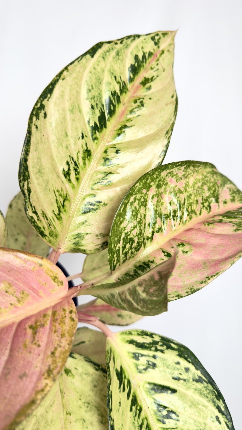 Aglaonema Salmon Fantasy