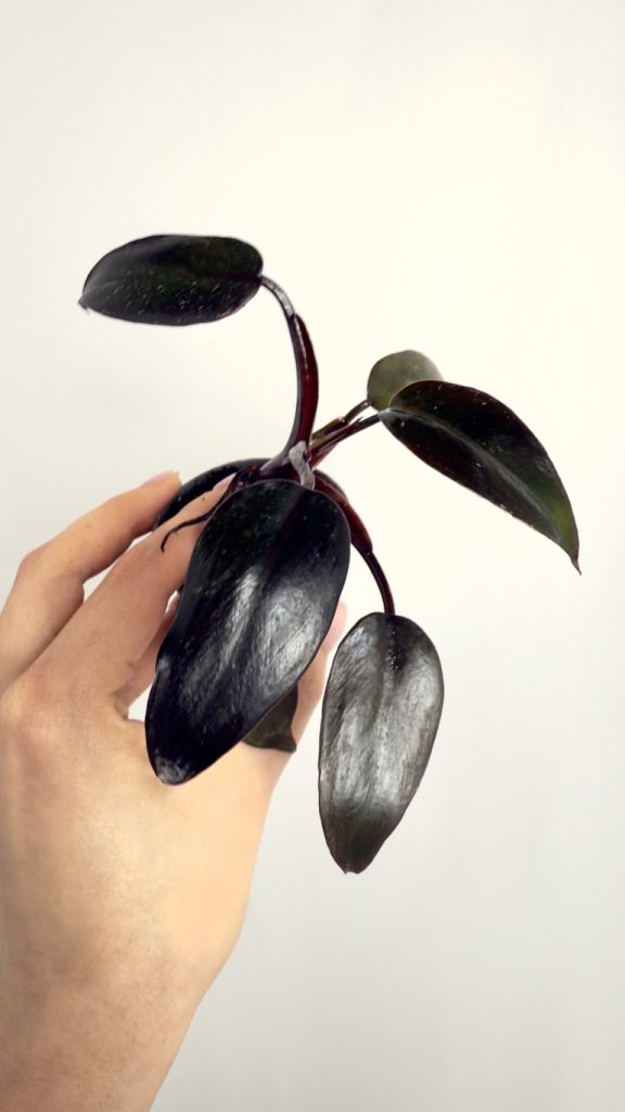 Philodendron Burgundy Princess