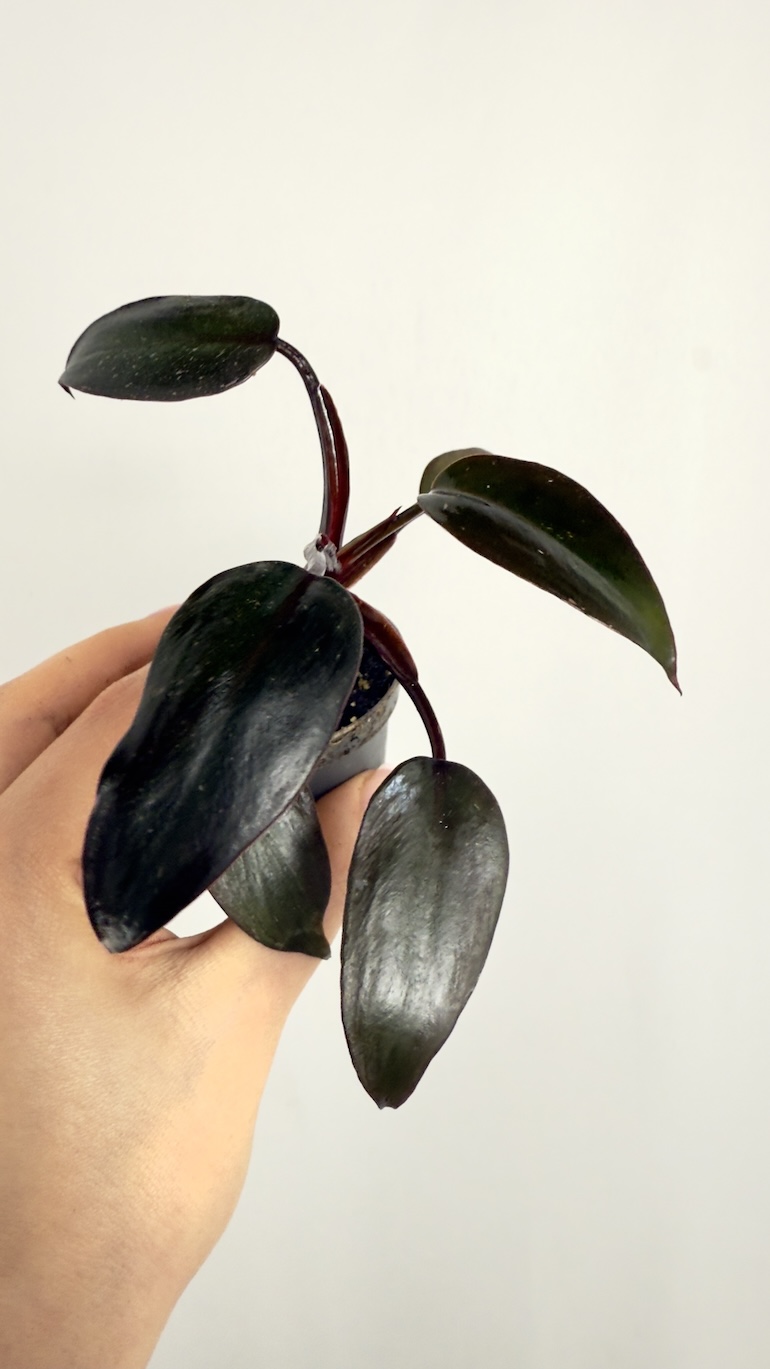 Philodendron Burgundy Princess