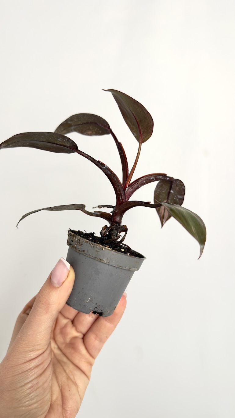 Philodendron Burgundy Princess