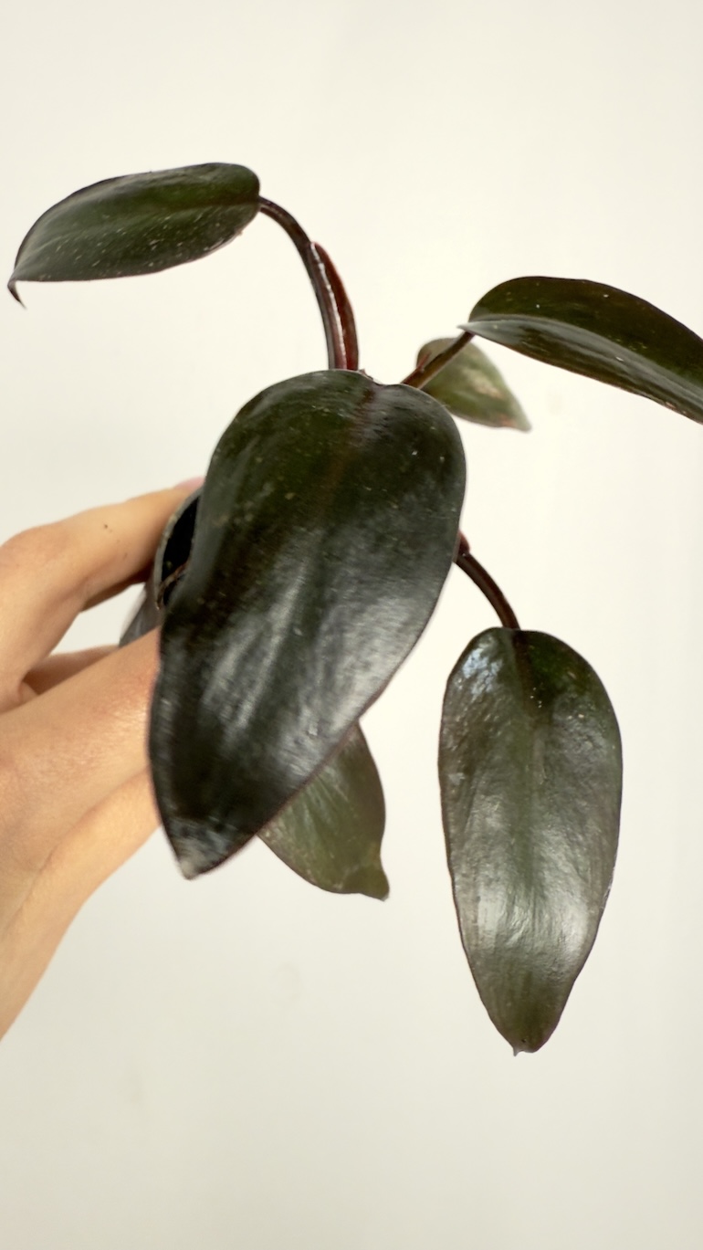 Philodendron Burgundy Princess