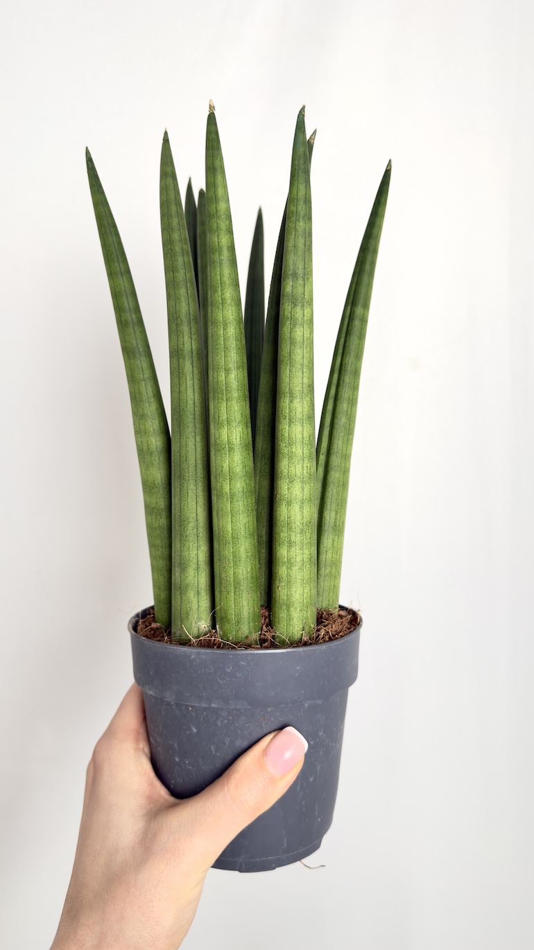 Sansevieria Cylindrica