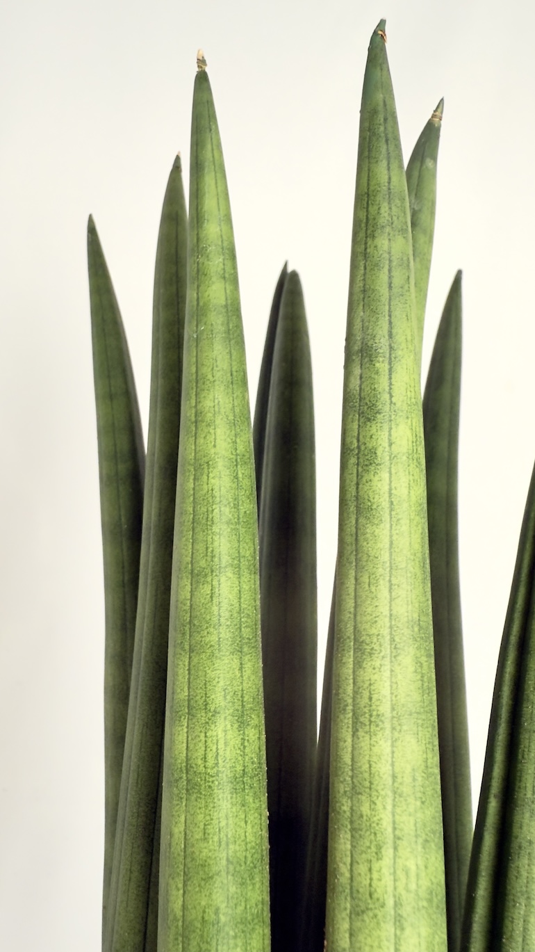 Sansevieria Cylindrica