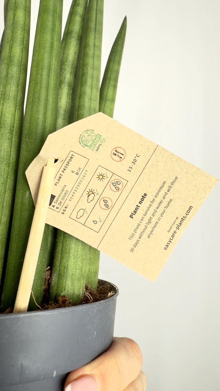 Sansevieria Cylindrica