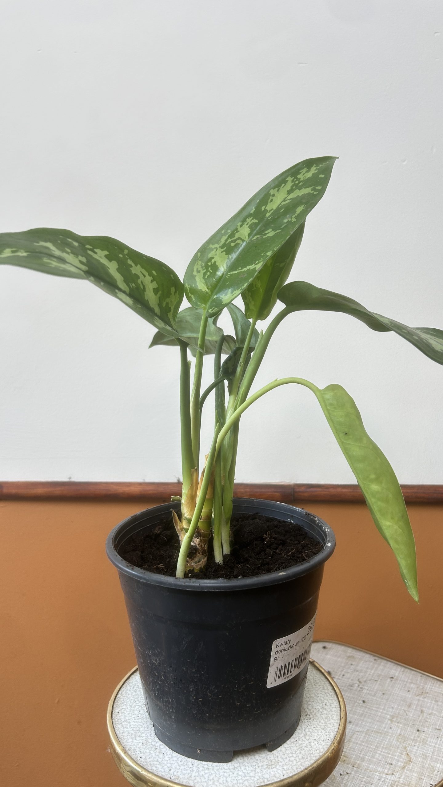 Aglaonema Maria Adopcja