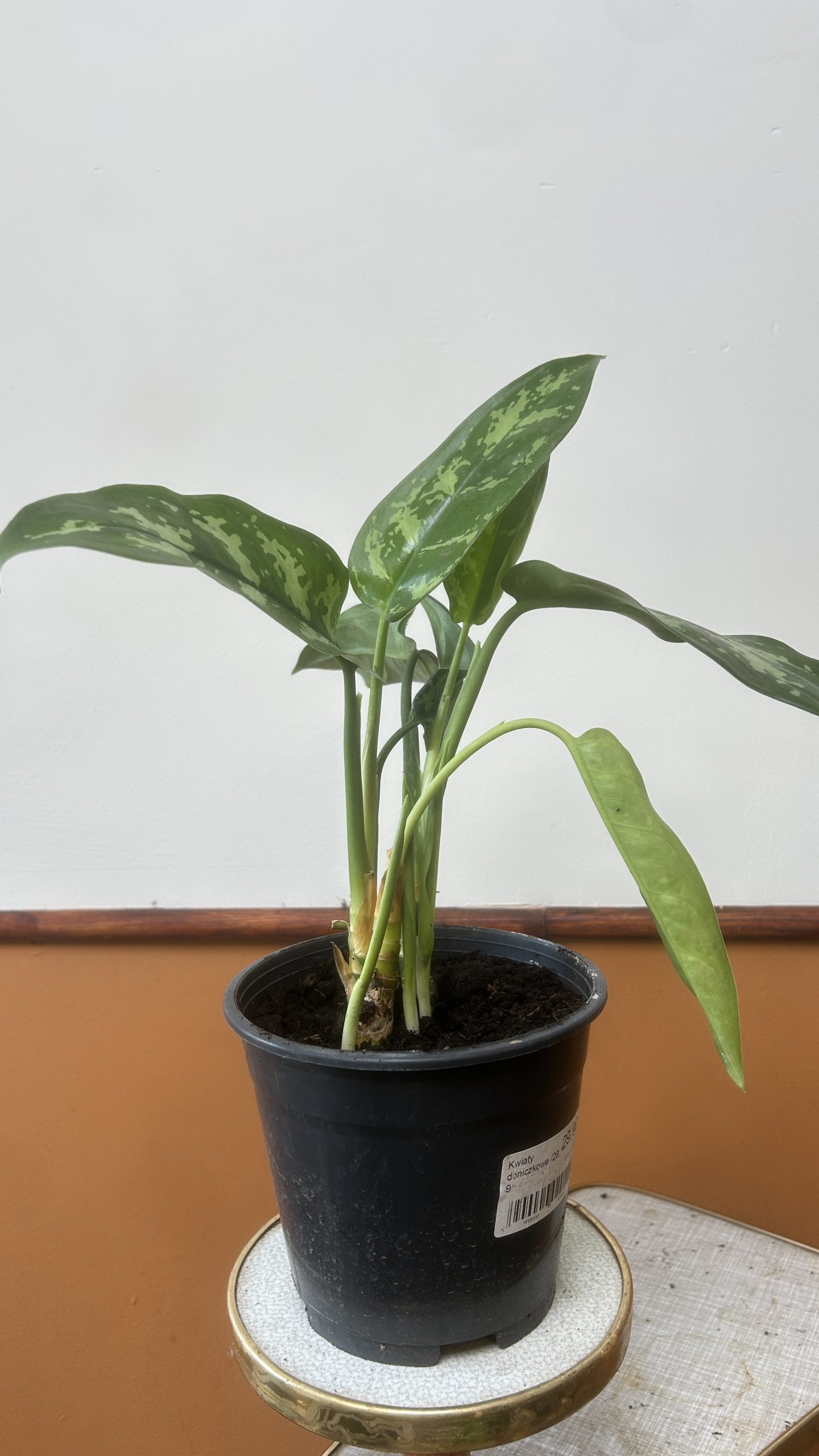Aglaonema Maria Adopcja