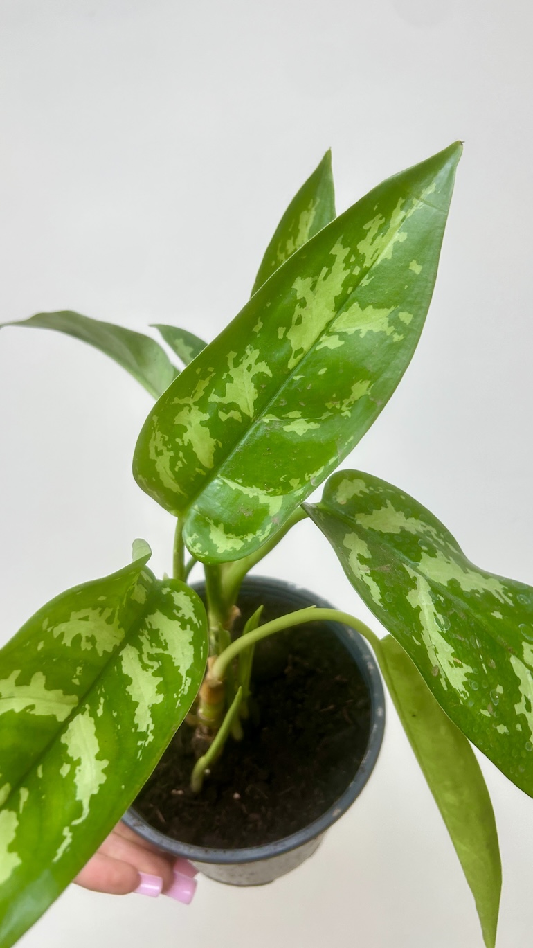 Aglaonema Maria Adopcja