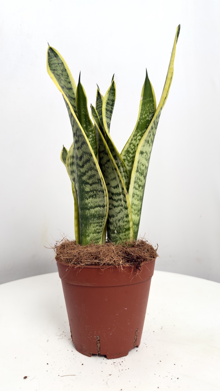 Sansevieria Trifasciata