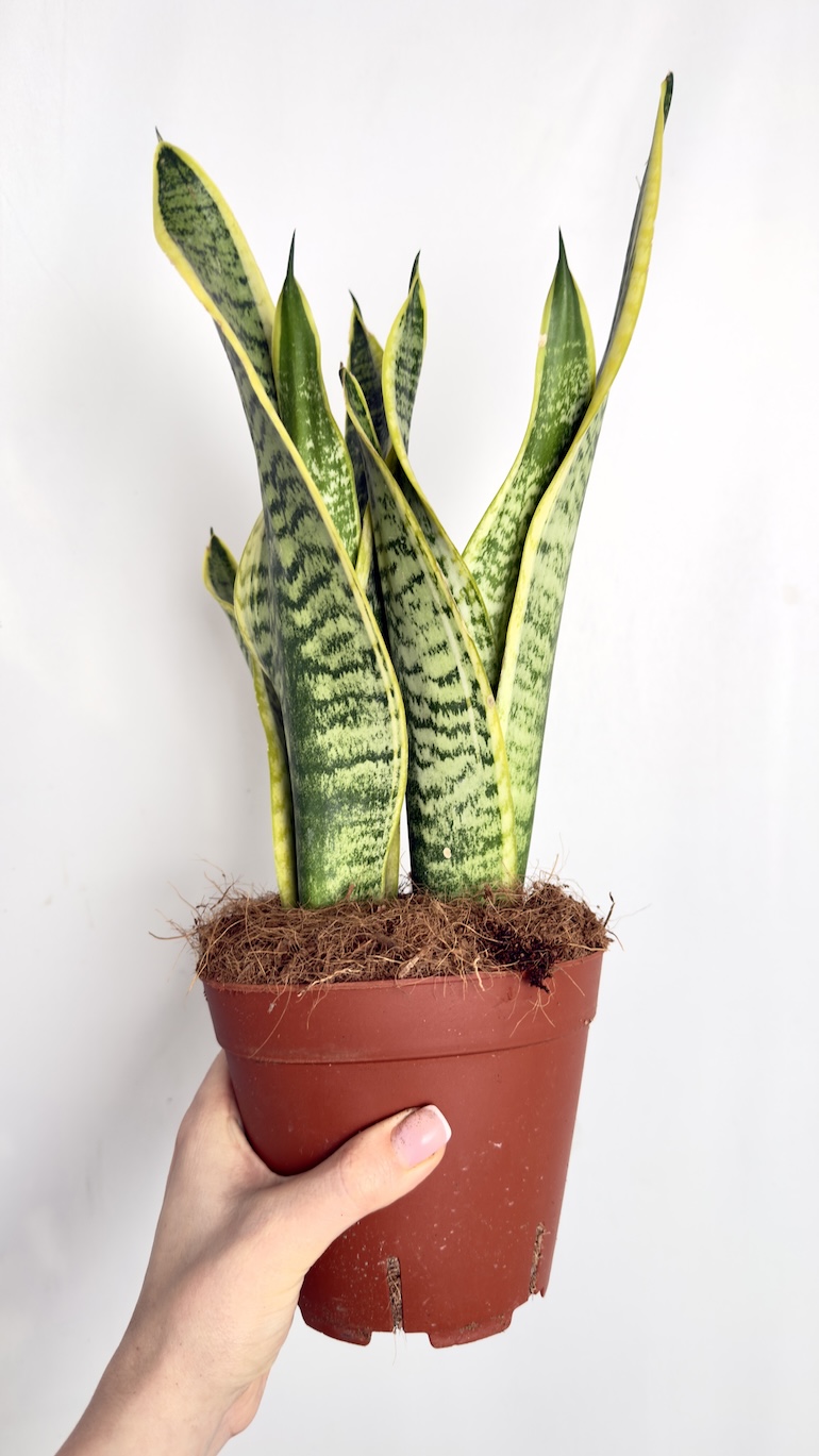 Sansevieria Trifasciata