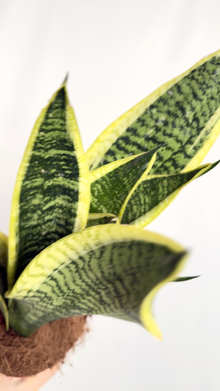 Sansevieria Trifasciata