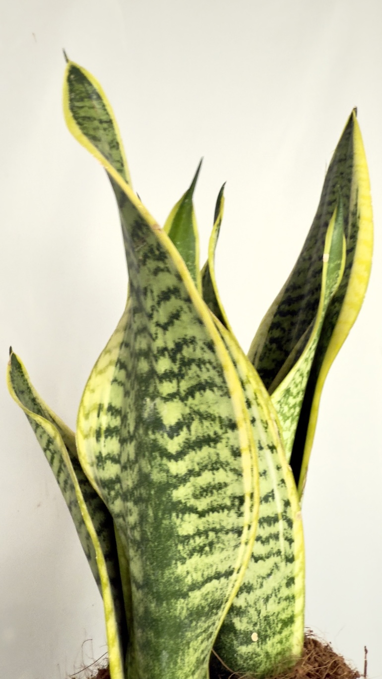 Sansevieria Trifasciata