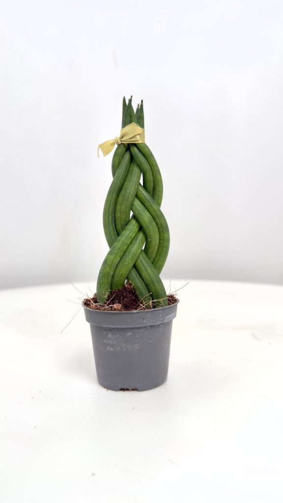 Sansevieria cylindrica Braided
