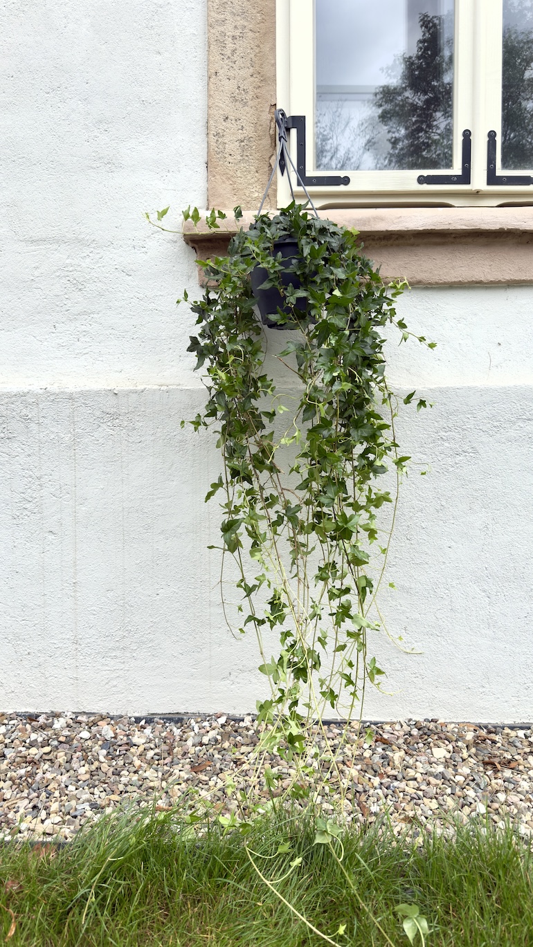 Hedera Helix Shamrock