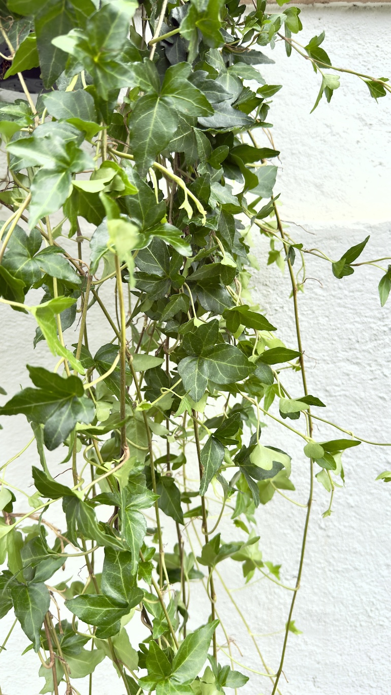 Hedera Helix Shamrock