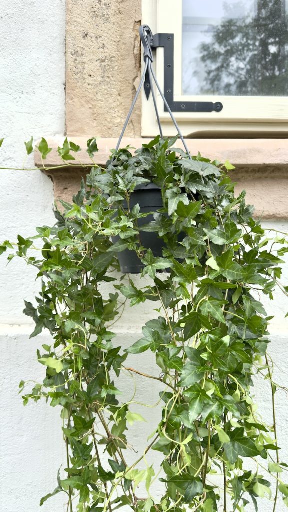 Hedera helix shamrock Bluszcz