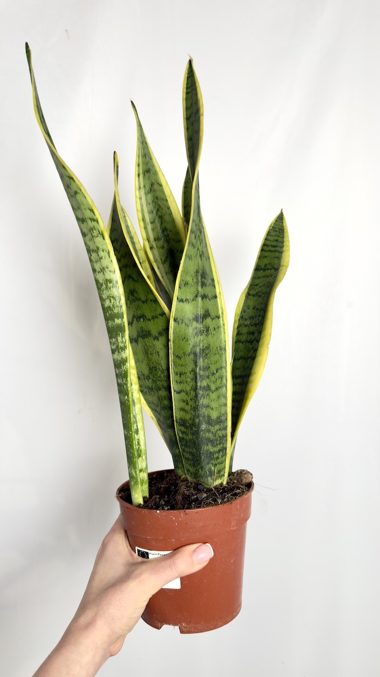 Sansevieria Laurentii