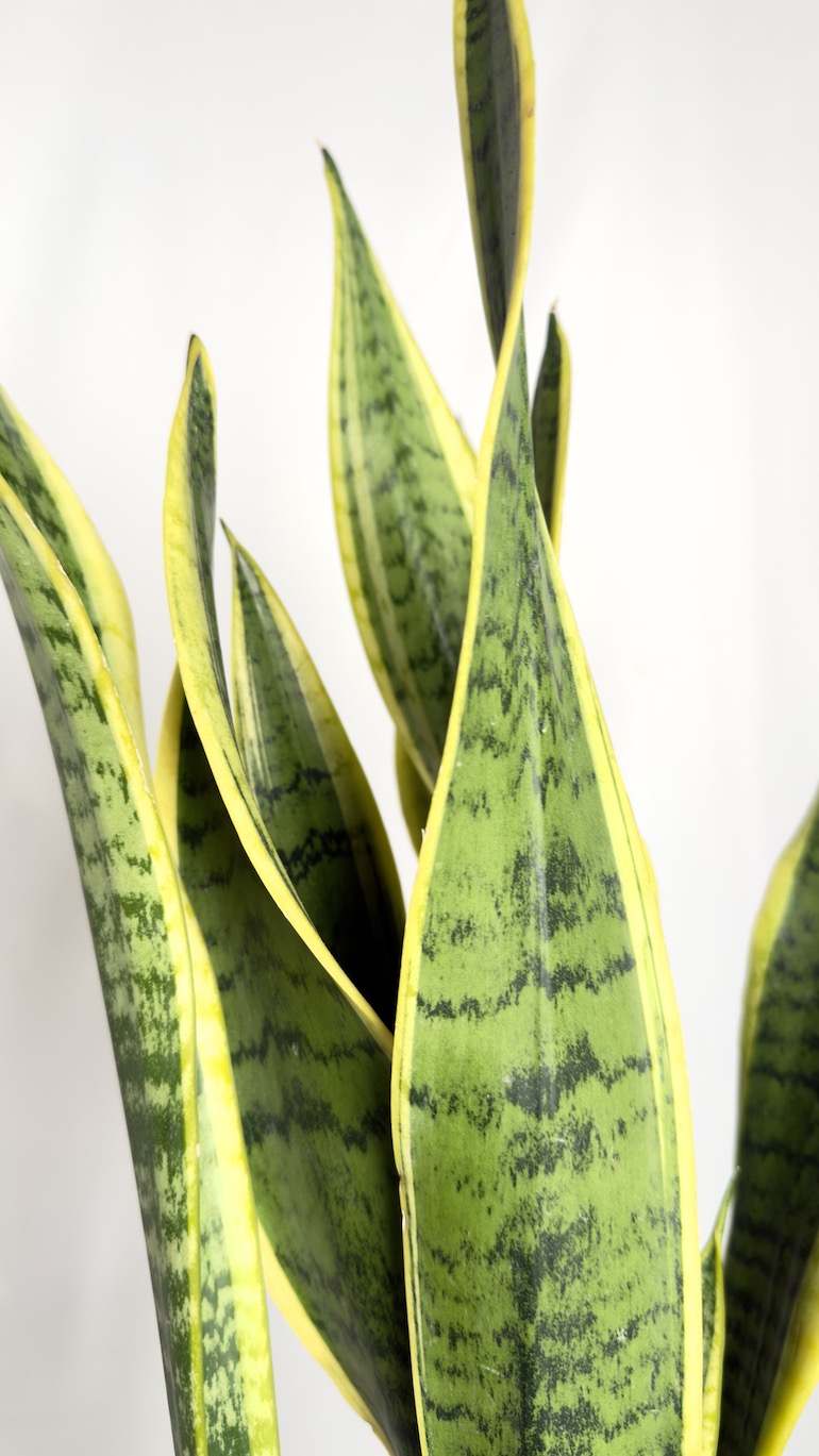 Sansevieria Laurentii