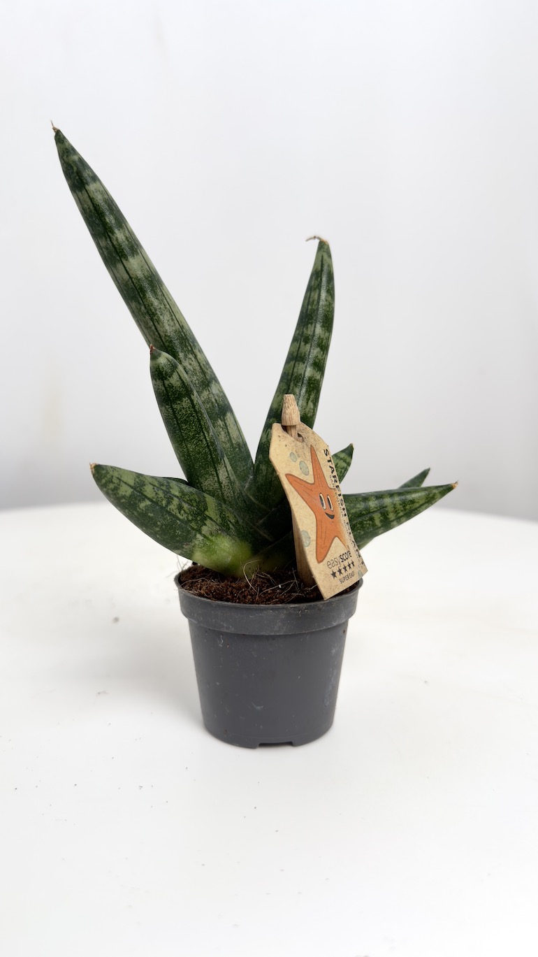 Sansevieria Inti