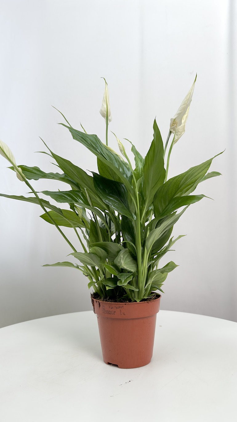 Spathiphyllum Cavalli