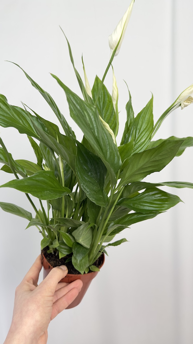 Spathiphyllum Cavalli