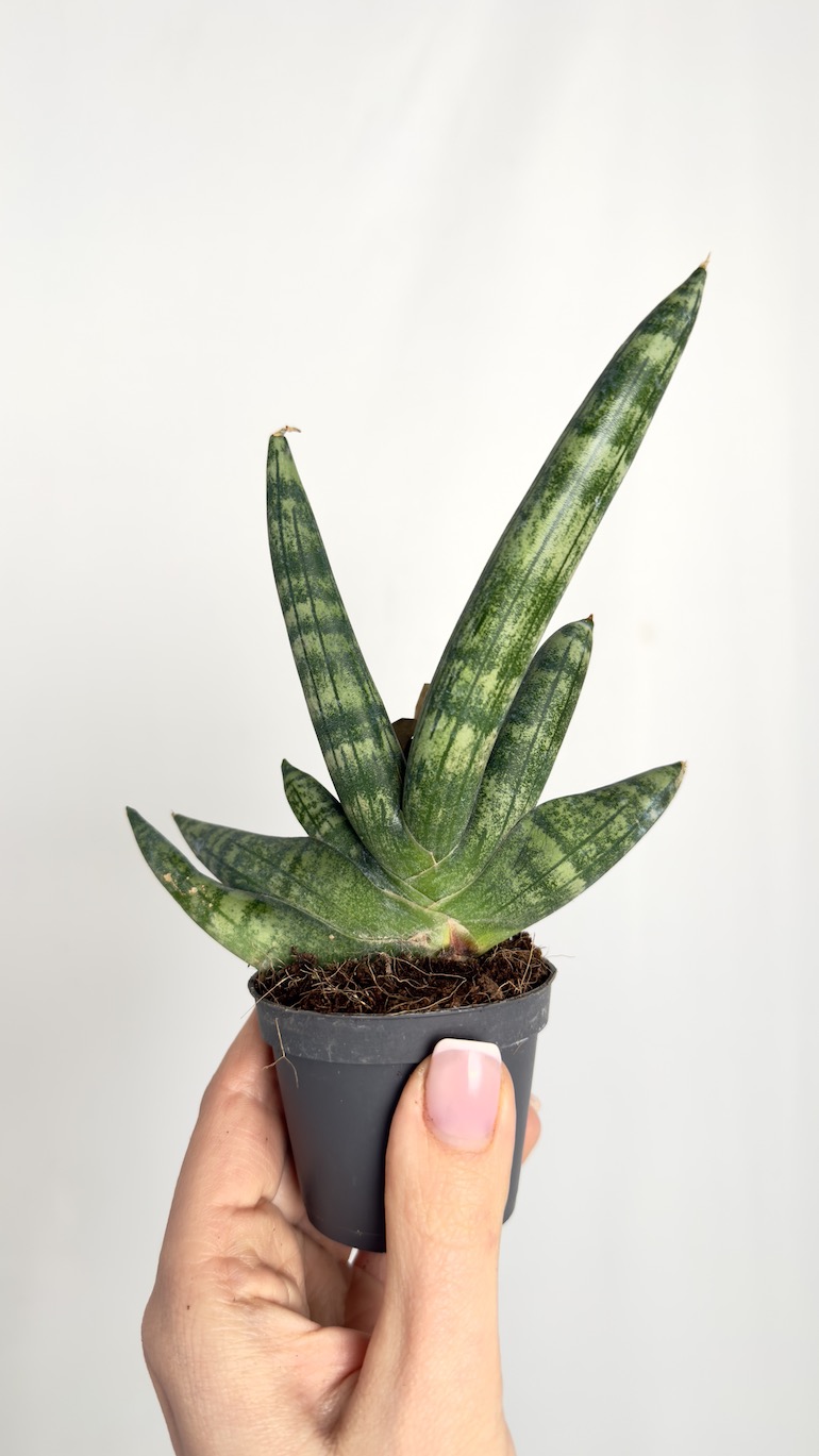 Sansevieria Inti