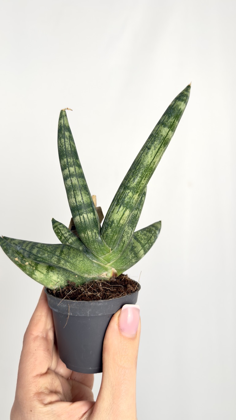 Sansevieria Inti