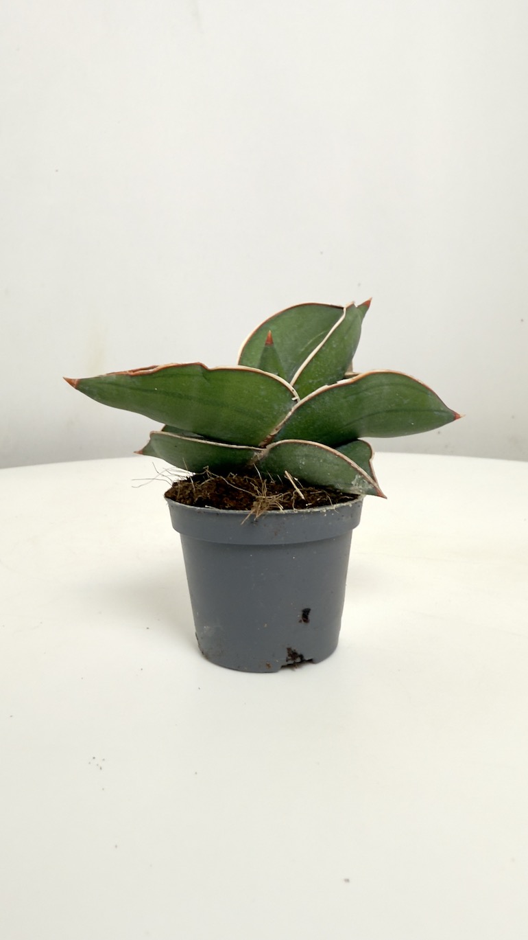 Sansevieria Samurai