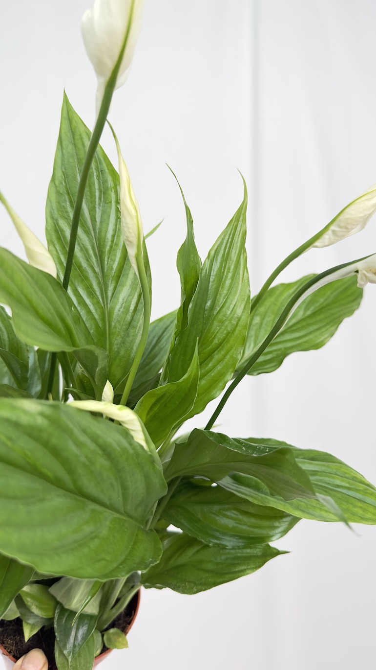 Spathiphyllum Cavalli