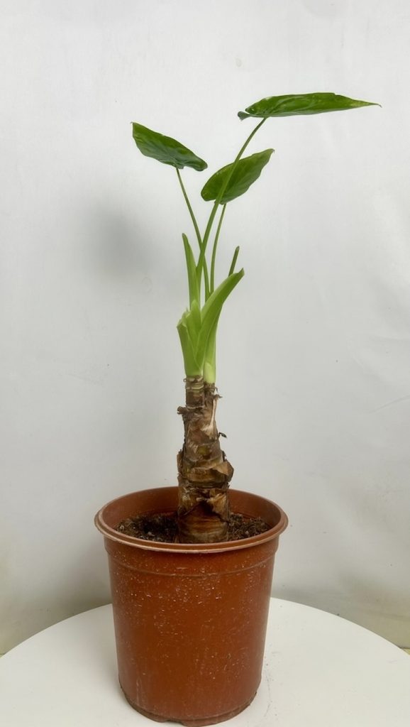 Alocasia Culculata Adopcja