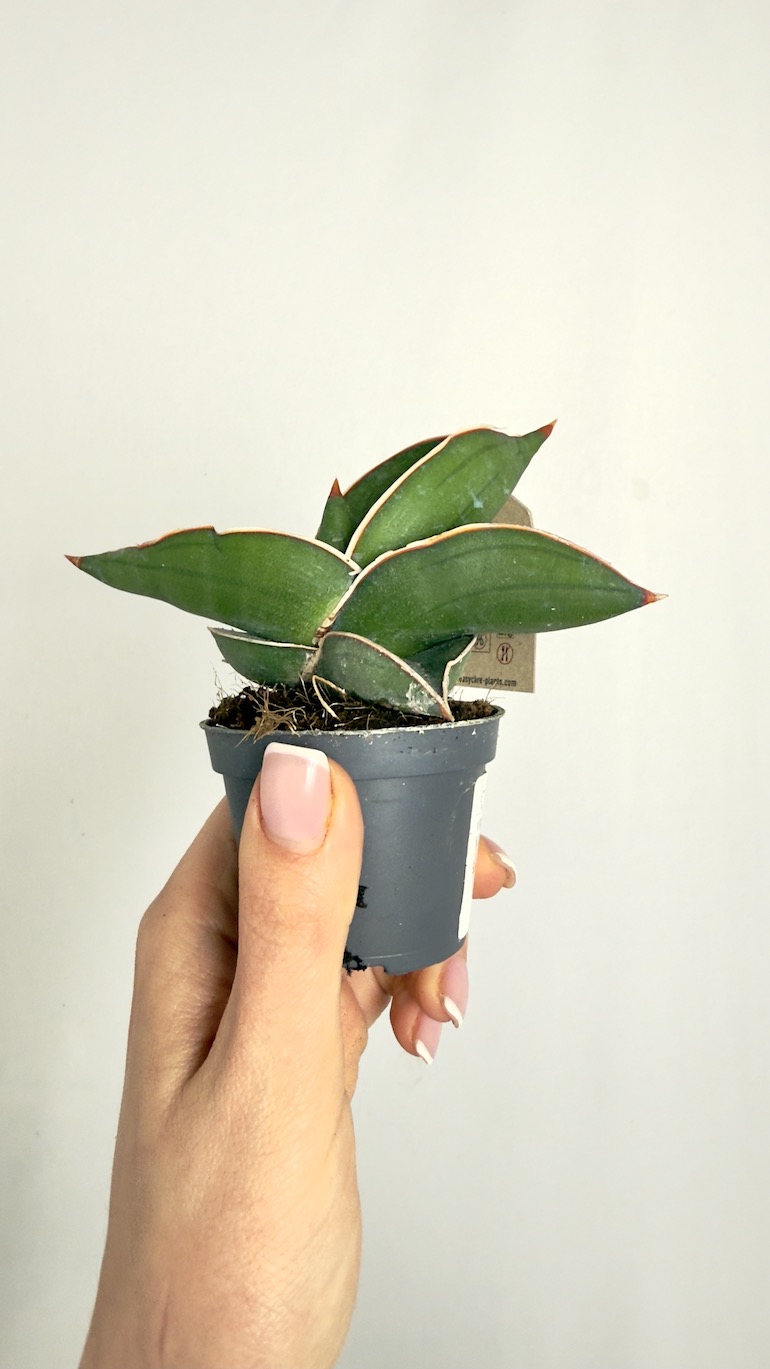 Sansevieria Samurai