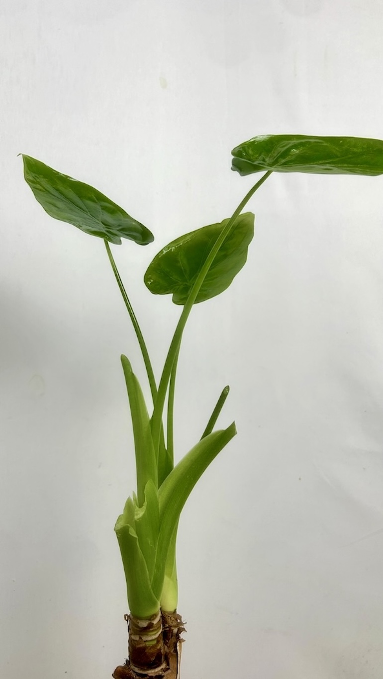 Alocasia Culculata Adopcja